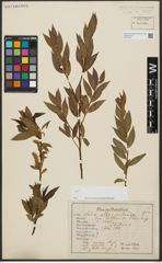 Foto von Salix alba L. x Salix pentandra L.